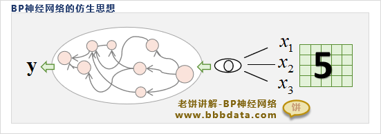  BP神经网络的仿生原理